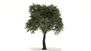 3D pseudo camellia tree model