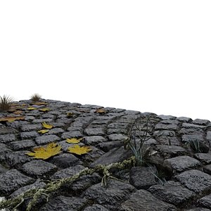 Patio-Roots-Plants-Leaves