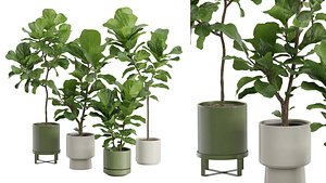 Ficus Lyrata Fiddle leaf Fig 3D model