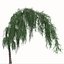 3D Set of Larix Kaempferi Pendula or Japanische Hange Larche Tree
