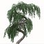 3D Set of Larix Kaempferi Pendula or Japanische Hange Larche Tree