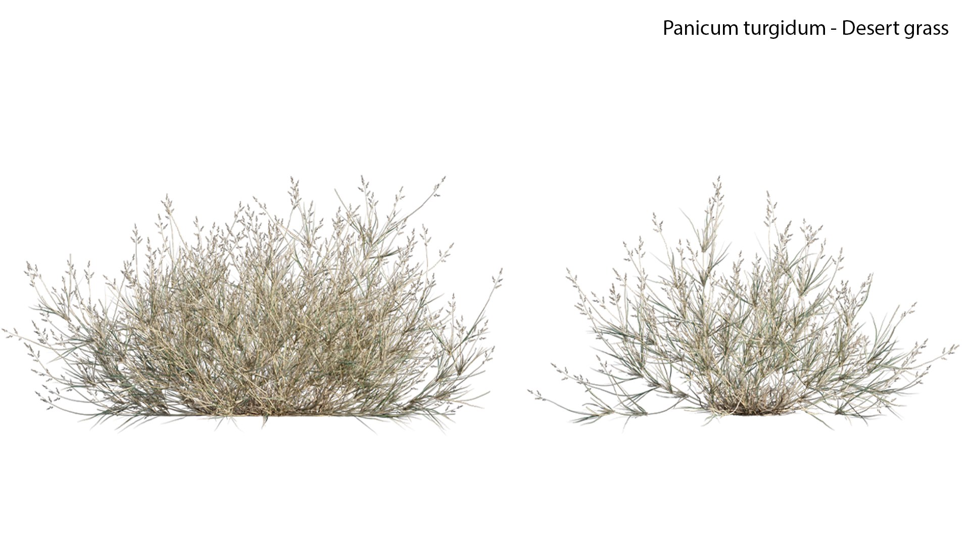 Panicum Turgidum - Desert Grass - 02 3D Model - TurboSquid 1925782