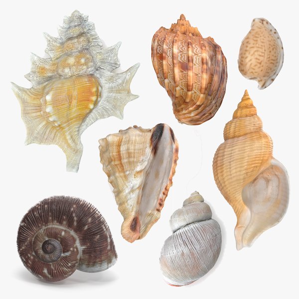 Shell Collection 3D model