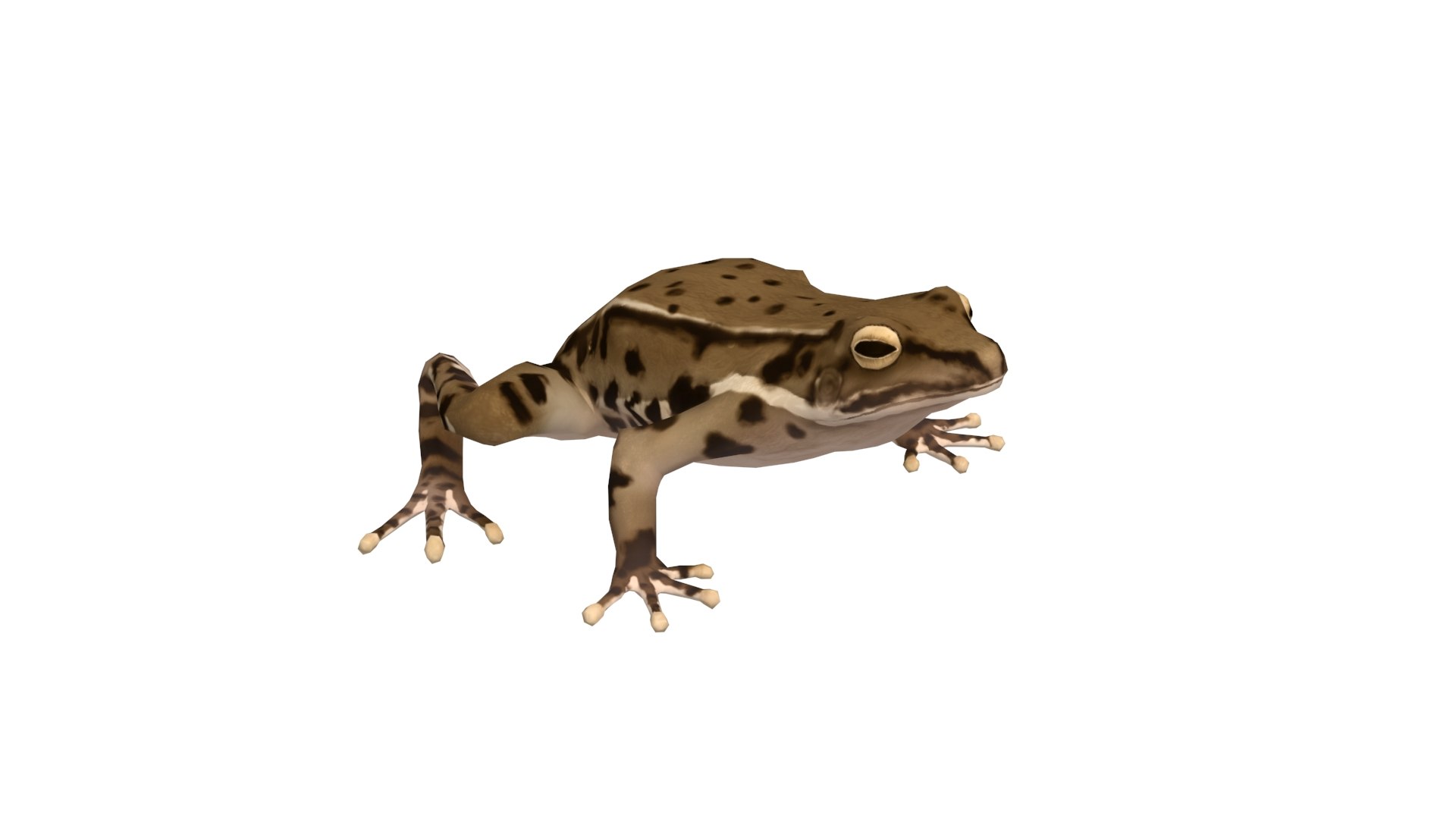 3D frog https://p.turbosquid.com/ts-thumb/Qy/9dzBAq/EQ/z004/jpg/1705150238/1920x1080/fit_q87/ee9943cd0855b57232e368e1f4068f3bcb42014a/z004.jpg