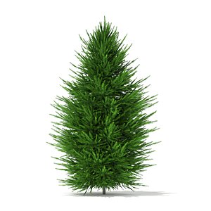 max norway spruce picea abies