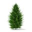 Norway Spruce (Picea abies) 2.4m