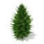 Norway Spruce (Picea abies) 2.4m