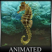 Seahorse das Seepferd