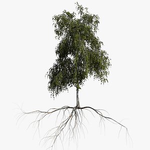 3D birch summer 1 model
