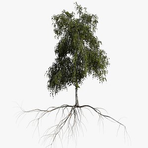 Birch Summer 1