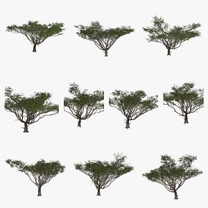 3D Acacia Tree Collection model