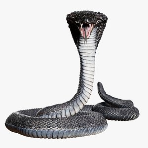 Cobra Snake Rigged 3D