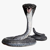 Cobra Snake Rigged 3D