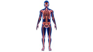 3D Human Male Body With Skeleton System Blue and Red Transparent Shader Medical Model model