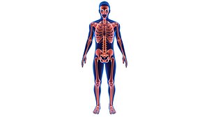 Human Male Body With Skeleton System Blue and Red Transparent Shader Medical Model
