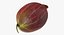 Fruits Collection 10
