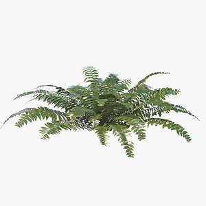 3D Sword Fern 07
