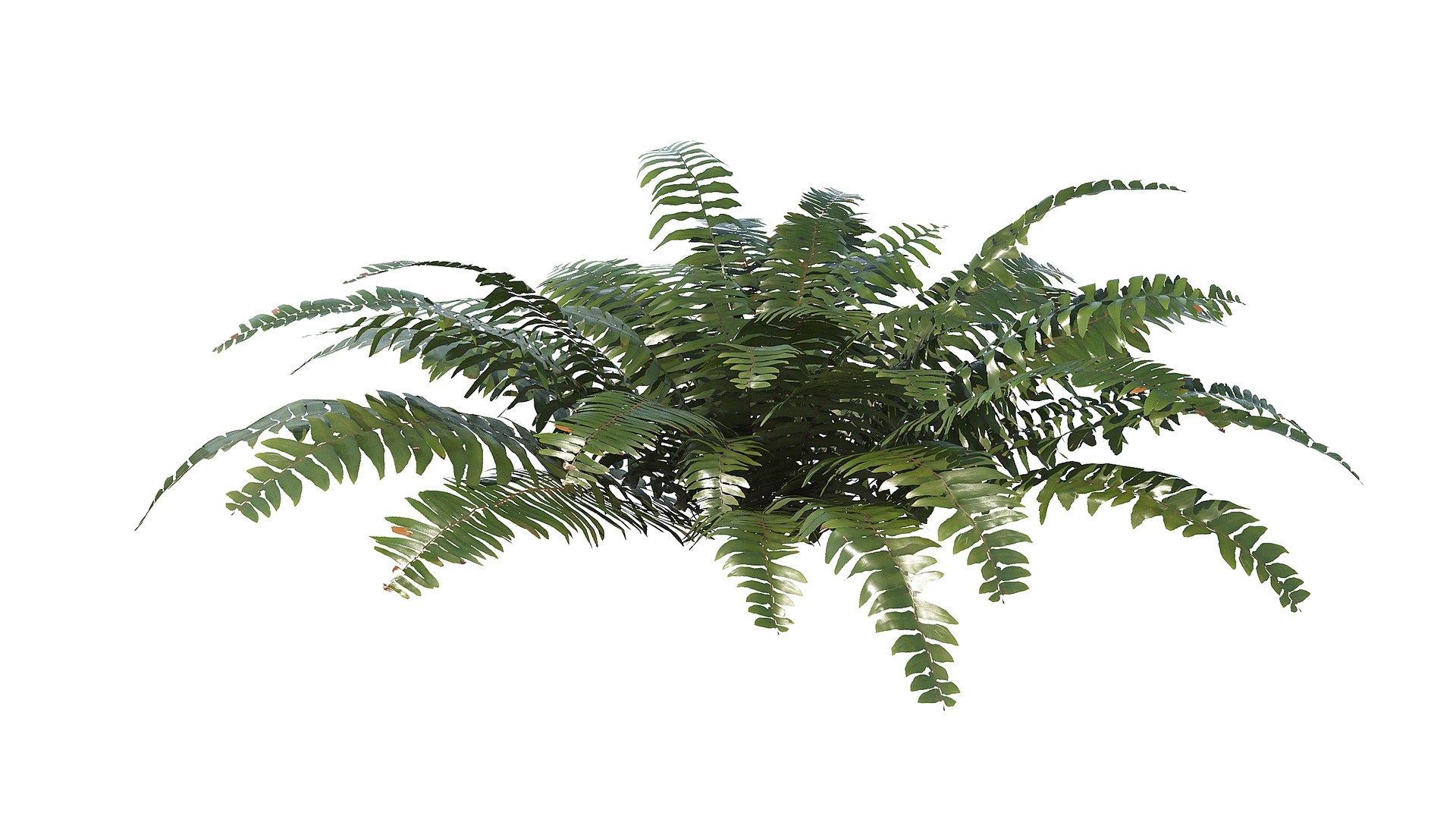 3D Sword Fern Bundle model https://p.turbosquid.com/ts-thumb/Qy/xZNX4q/RV/a_0000/jpg/1748941609/1920x1080/fit_q87/da9acf54e9ec9cb055be3bf19079f1a24057361a/a_0000.jpg