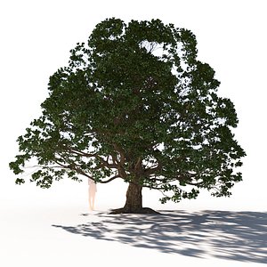 coast live oak quercus 3D
