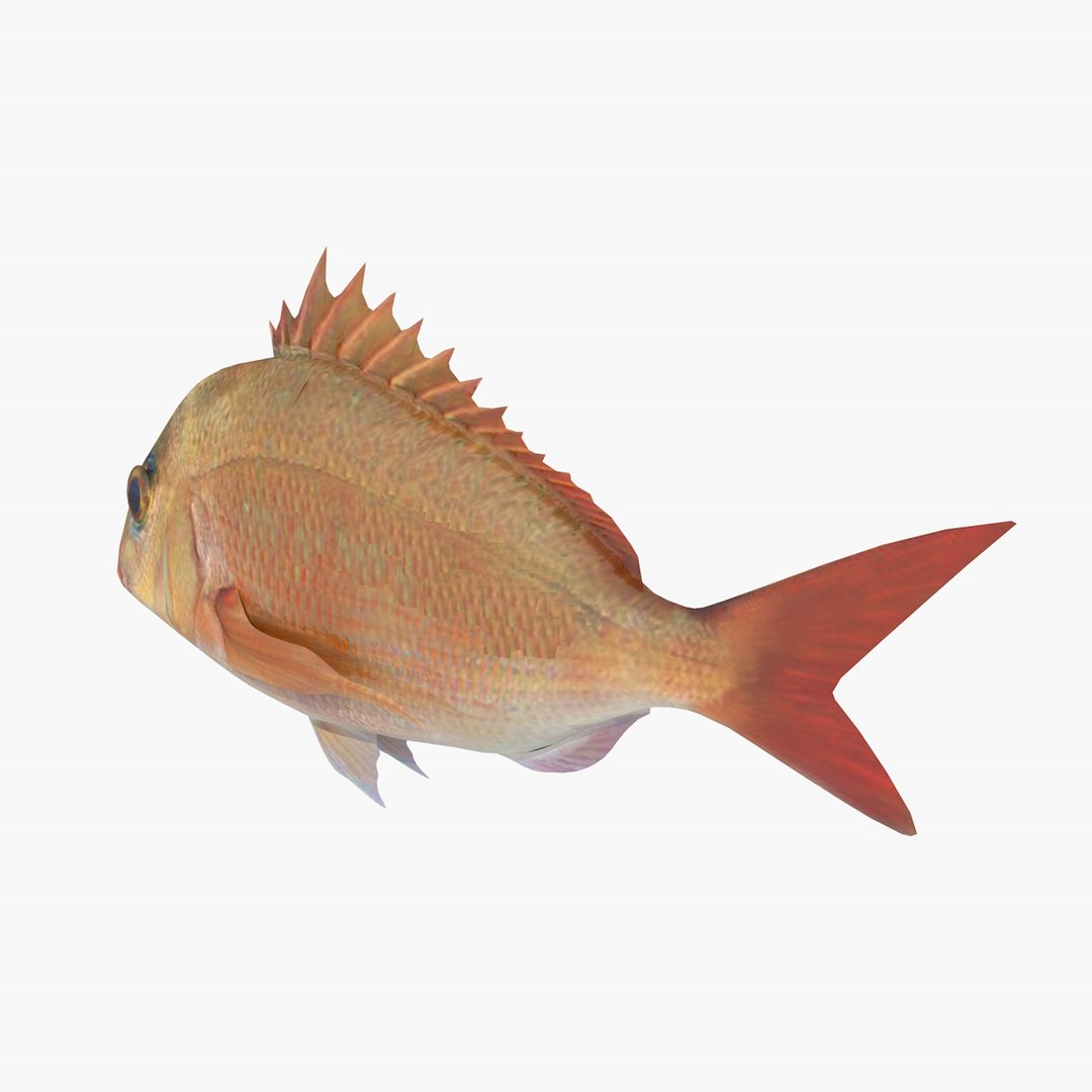 3d model snapper fish