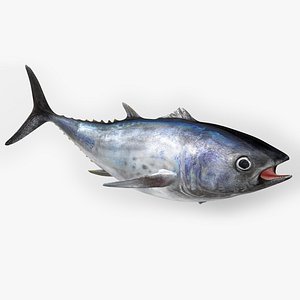 TUNA FISH Rigged  L1552 model