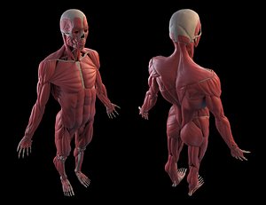 Human Male Anatomy Echorche
