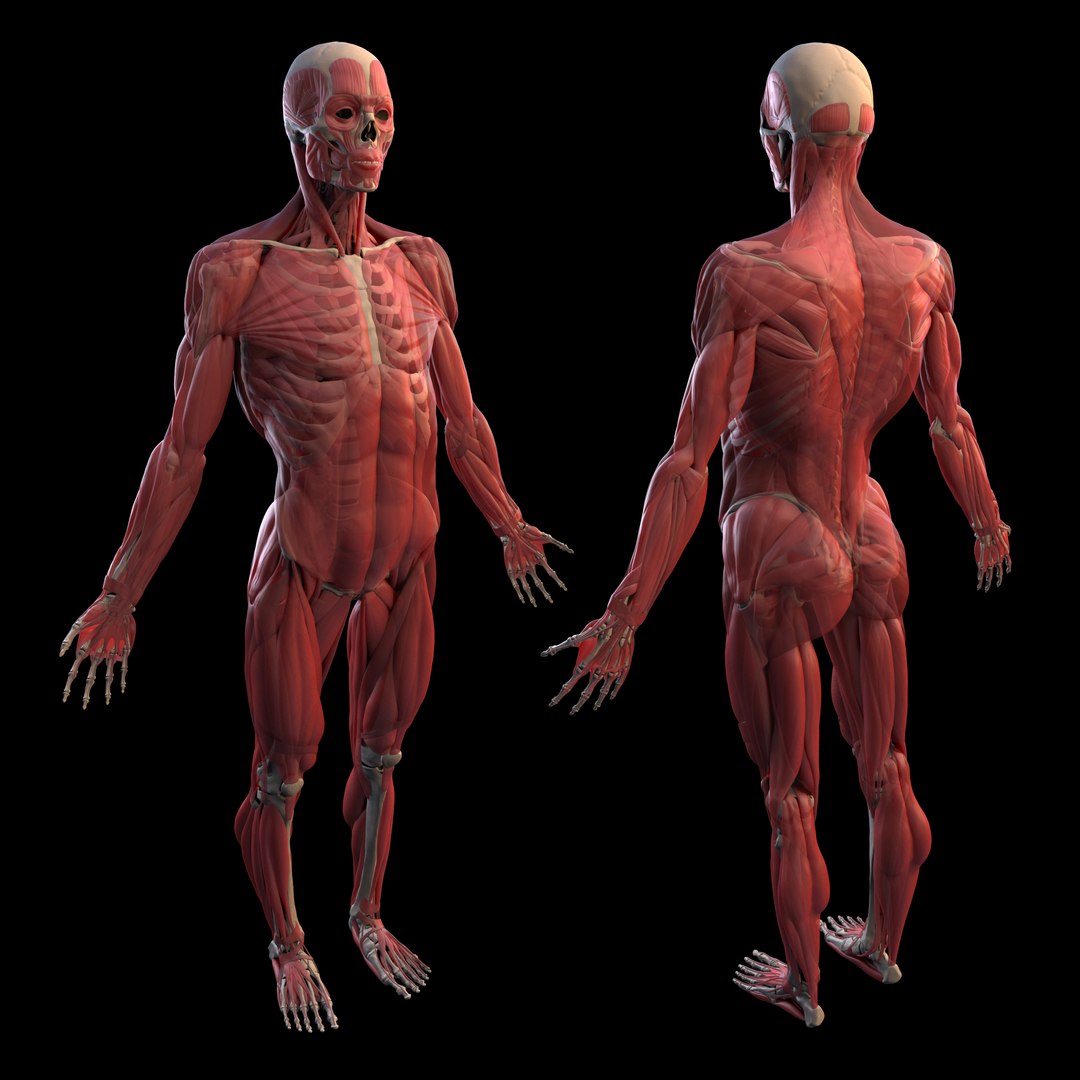 Human male 3D model - TurboSquid 1642100