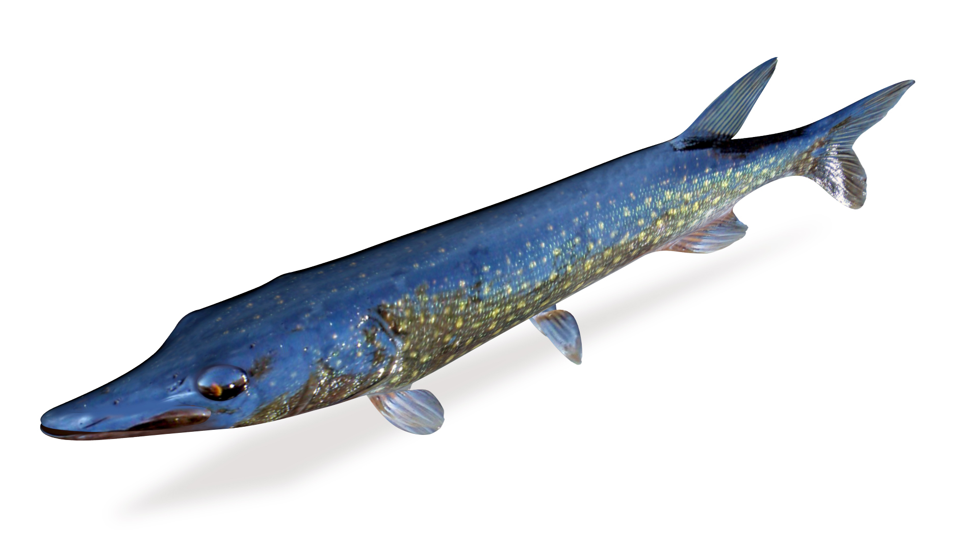 Chain pickerel 3D model TurboSquid 1666023