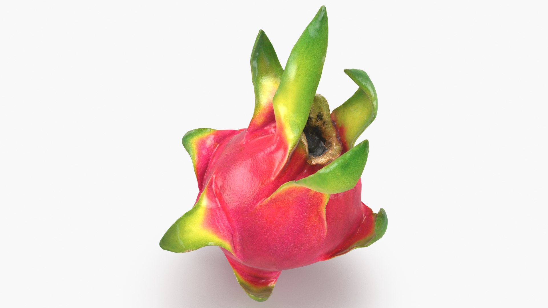 Whole Dragon Fruit Color 2 3D model https://p.turbosquid.com/ts-thumb/Qz/YfGDxZ/IU/dragonfruitwhole_b0002/jpg/1688367769/1920x1080/fit_q87/4bcd5789a9a003529dbd93cacc65f1ecbbb238e8/dragonfruitwhole_b0002.jpg