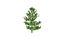 Sapin de Noël