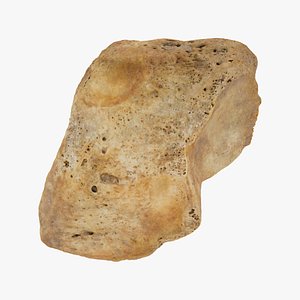 Real Cuneifrom Bone Medial 01 RAW SCAN