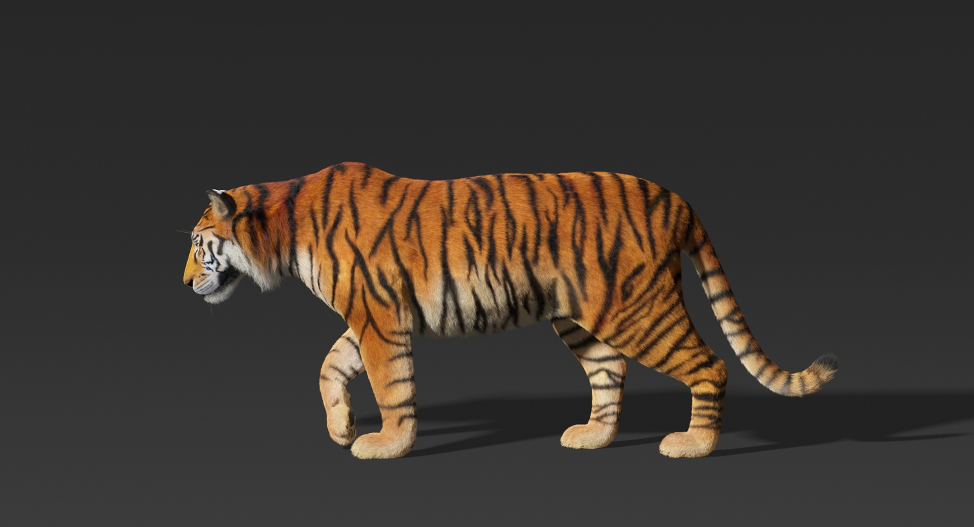 Bengal Tiger (FUR) (RIGGED)