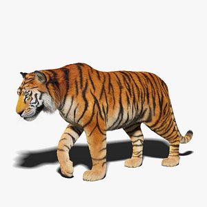 tiger fur rigged 3D model