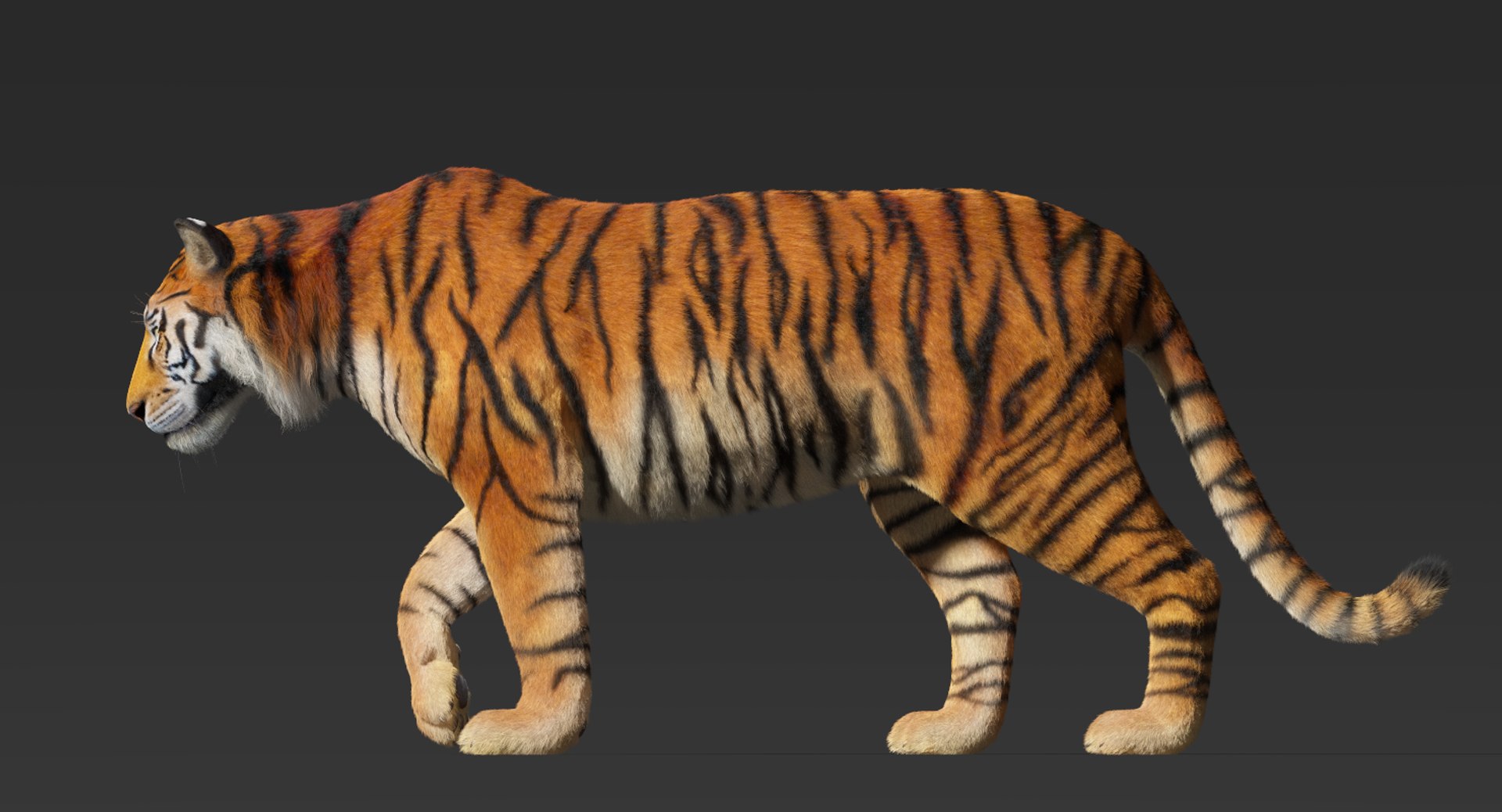 Tiger Fur Rigged 3D Model - TurboSquid 1197557