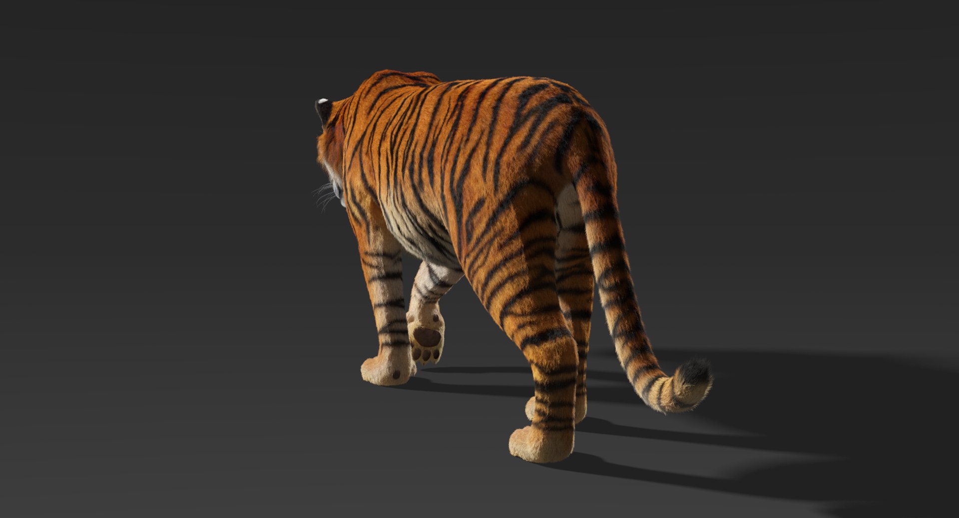 Tiger Fur Rigged 3D Model - TurboSquid 1197557