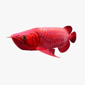 3D model red arowana