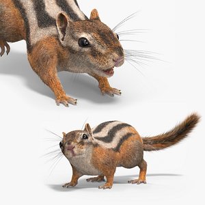 Forest Ground Squirrel Fur Rigged 3D model