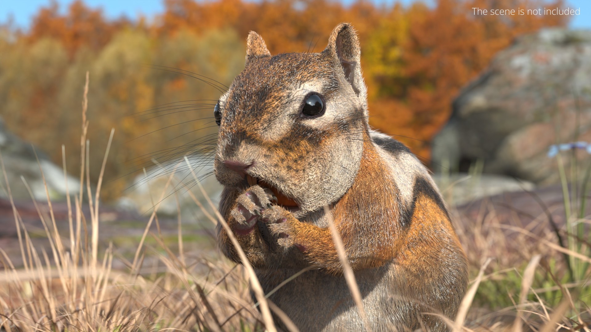 Forest Ground Squirrel Fur Rigged 3D model https://p.turbosquid.com/ts-thumb/R0/7HMyTv/Uq/forest_ground_squirrel_fur_rigged_006/jpg/1755206024/1920x1080/fit_q87/9bff874ba54cc9d54e8973b6d6e3ceb116789304/forest_ground_squirrel_fur_rigged_006.jpg