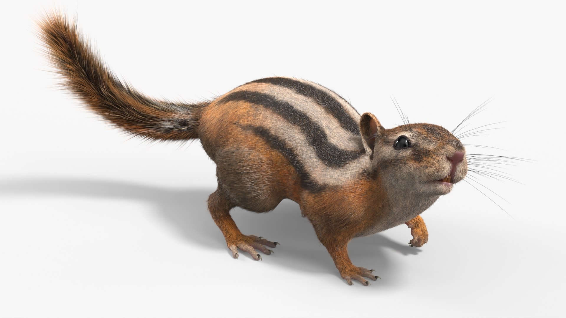 Forest Ground Squirrel Fur Rigged 3D model https://p.turbosquid.com/ts-thumb/R0/7HMyTv/mG/forest_ground_squirrel_fur_rigged_008/jpg/1755206030/1920x1080/fit_q87/100cf2a8a0c2ba905bbdf01fffb7bd3b22820222/forest_ground_squirrel_fur_rigged_008.jpg