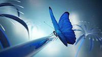 Blue Buttefly