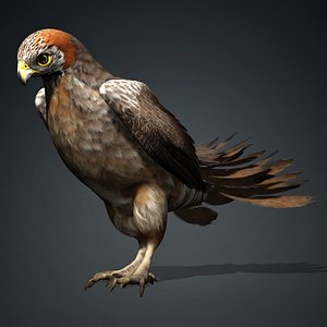3D Kestrel-B2