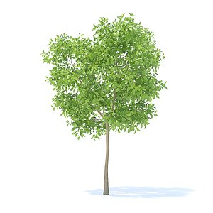 pear tree 3 7m 3D model