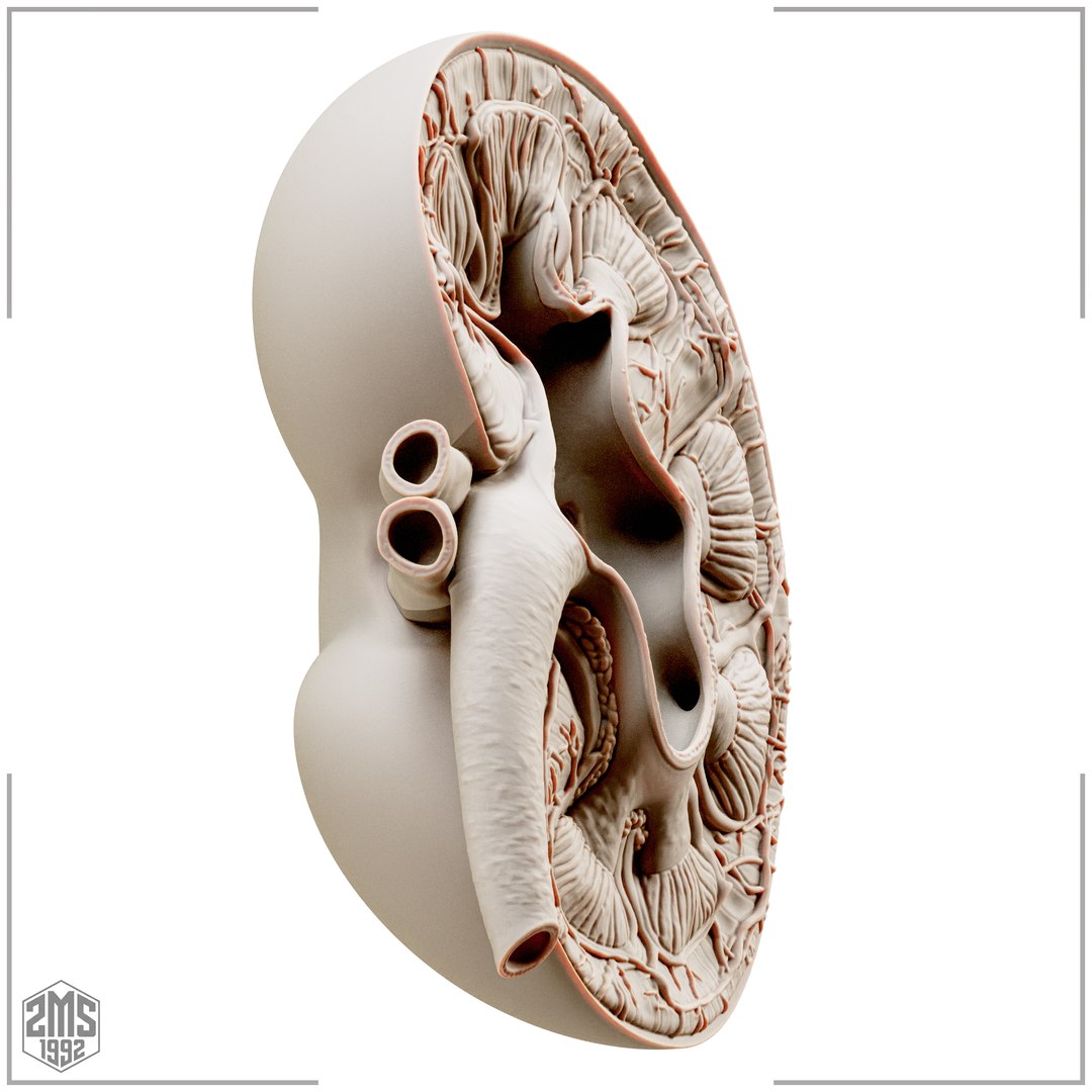 3D Kidney Cross Section Printable https://p.turbosquid.com/ts-thumb/R0/bhpt4Y/7e/4/png/1776270292/1920x1080/fit_q87/6f57a602e7e2a3e79cf8c8bfd827bdf6059761bb/4.jpg