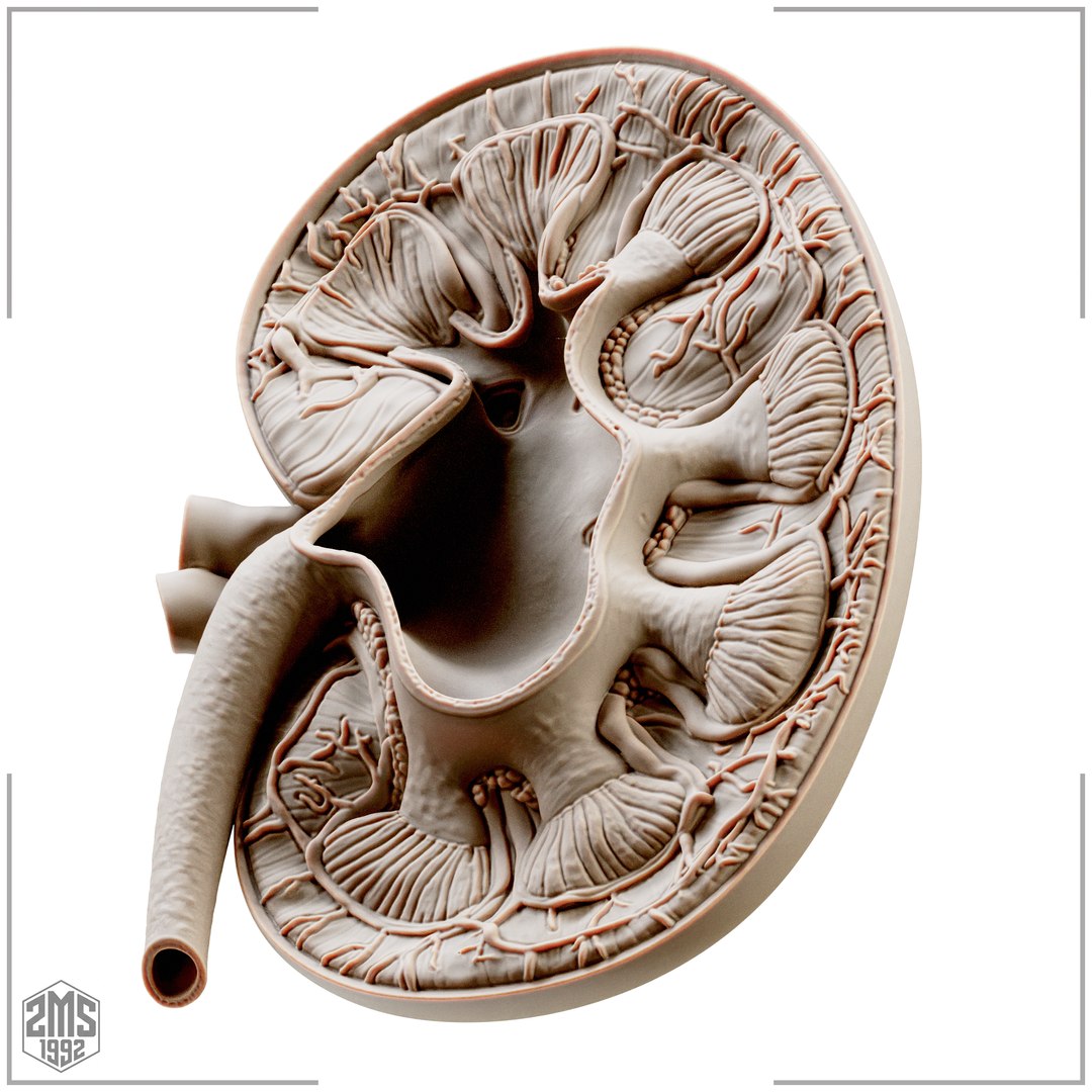 3D Kidney Cross Section Printable https://p.turbosquid.com/ts-thumb/R0/bhpt4Y/BR/3/png/1776270292/1920x1080/fit_q87/f7aa5fe1e8d8596d67816d5b09a1512d8c272503/3.jpg