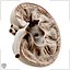 Kidney Cross Section Printable