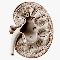 Kidney Cross Section Printable