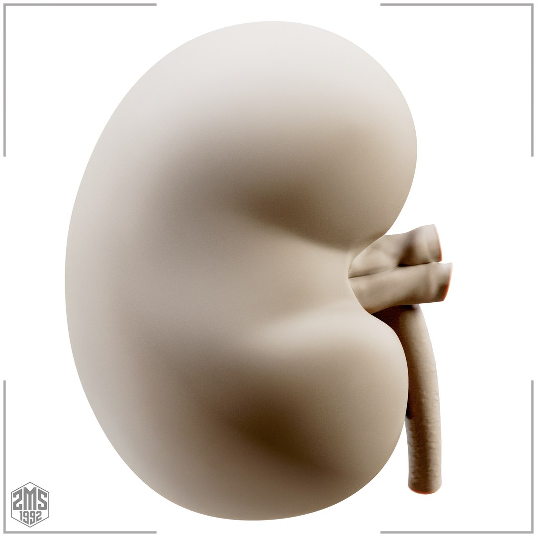 3D Kidney Cross Section Printable https://p.turbosquid.com/ts-thumb/R0/bhpt4Y/Me/6/png/1776270294/1920x1080/fit_q87/792bcaee23ee500de2d0dbbf7786e4a386bca494/6.jpg
