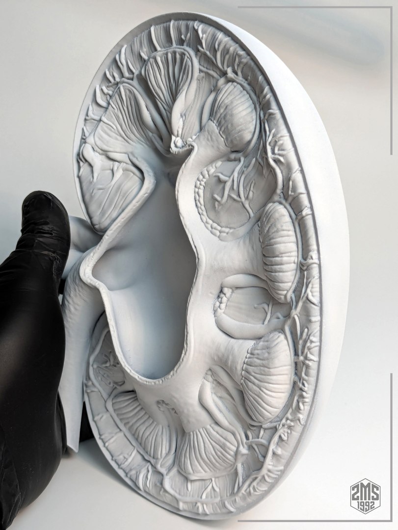 3D Kidney Cross Section Printable https://p.turbosquid.com/ts-thumb/R0/bhpt4Y/dW/f3/jpg/1776270305/1920x1080/fit_q87/3b49bd488e887a9006b413cbdc60d568084e696e/f3.jpg