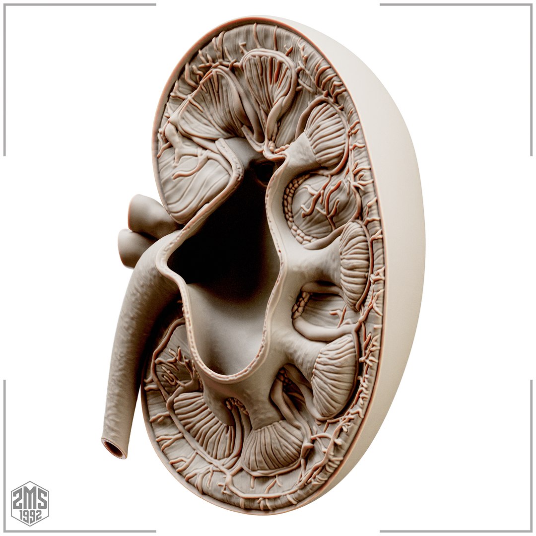 3D Kidney Cross Section Printable https://p.turbosquid.com/ts-thumb/R0/bhpt4Y/lg/5/png/1776270293/1920x1080/fit_q87/02fe2c34f0f34d9964032ba78da0e1abfef6274a/5.jpg