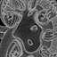 Kidney Cross Section Printable